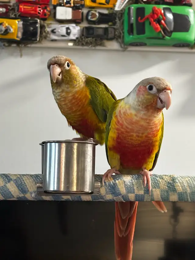 Sunshine Bird Sitter - Photo 5