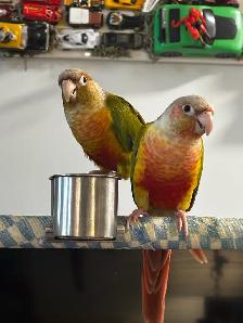 Sunshine Bird Sitter - Photo 5