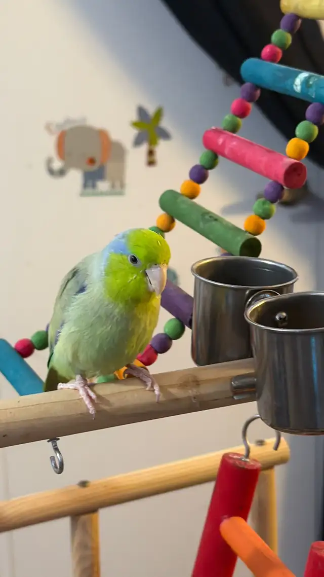 Sunshine Bird Sitter - Photo 6