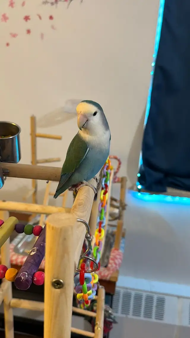 Sunshine Bird Sitter - Photo 7