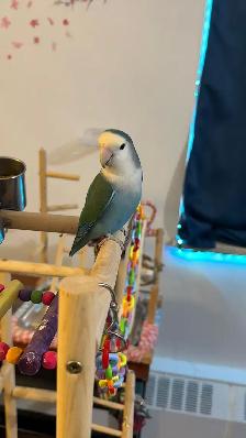 Sunshine Bird Sitter - Photo 7