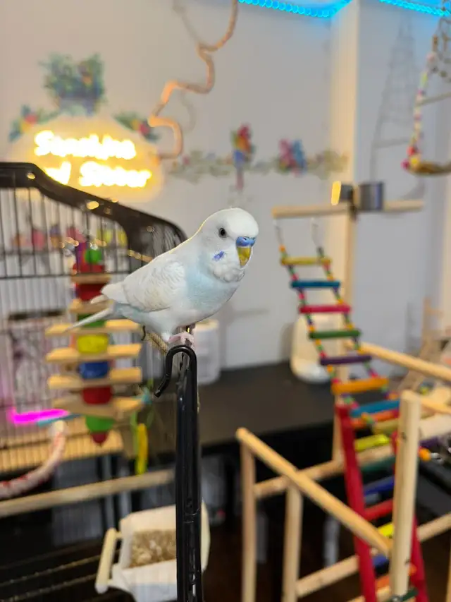 Sunshine Bird Sitter - Photo 8