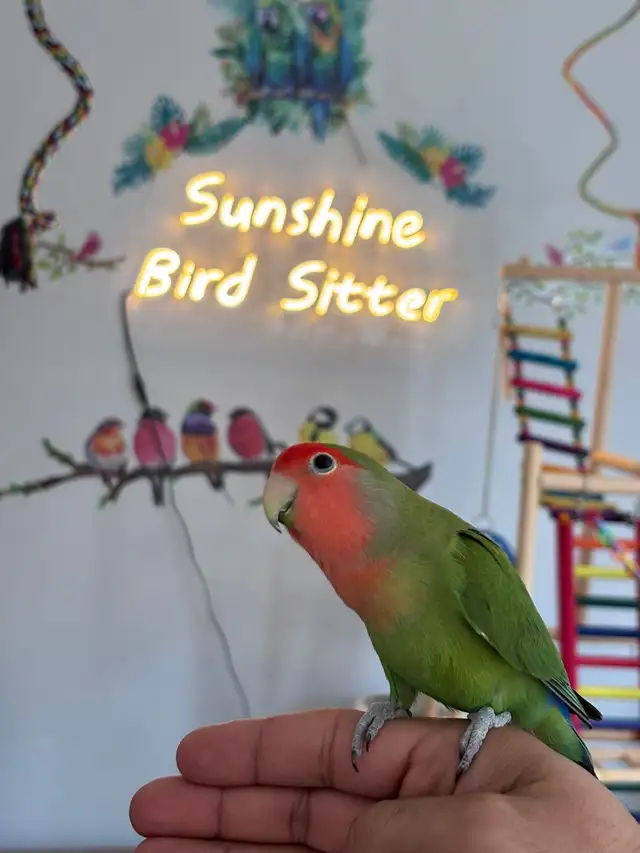 Sunshine Bird Sitter - Photo 9
