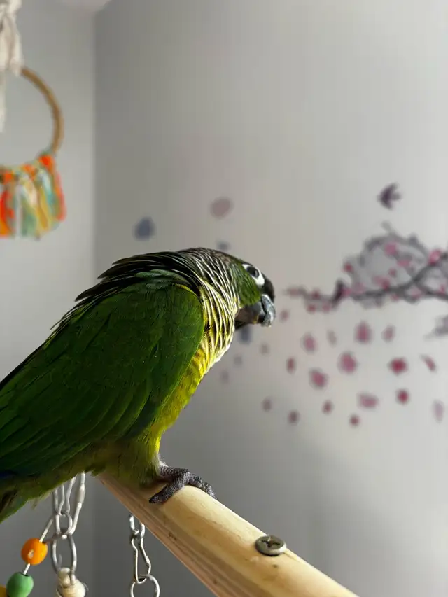 Sunshine Bird Sitter - Photo 10