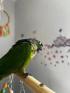 Sunshine Bird Sitter - Photo 10