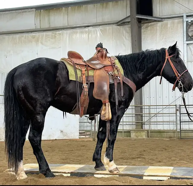 4 yr Athletic Black QH Gelding