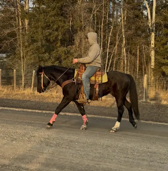 4 yr Athletic Black QH Gelding - Photo 2