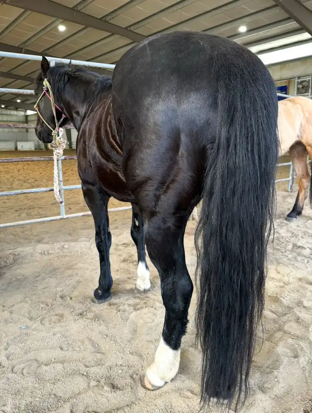 4 yr Athletic Black QH Gelding - Photo 3