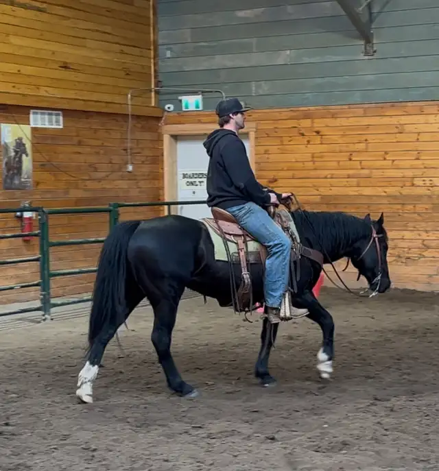 4 yr Athletic Black QH Gelding - Photo 4