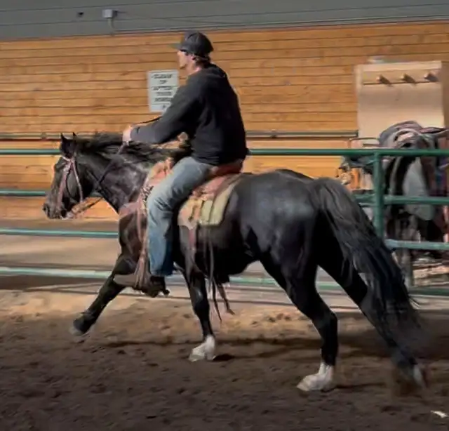 4 yr Athletic Black QH Gelding - Photo 5