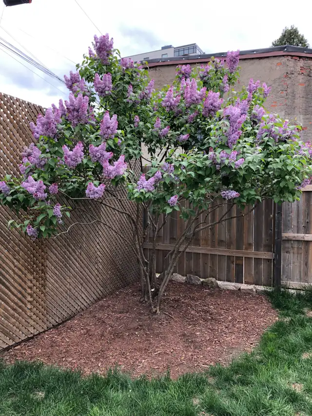 Three-bedroom house in Hamilton - Photo 14