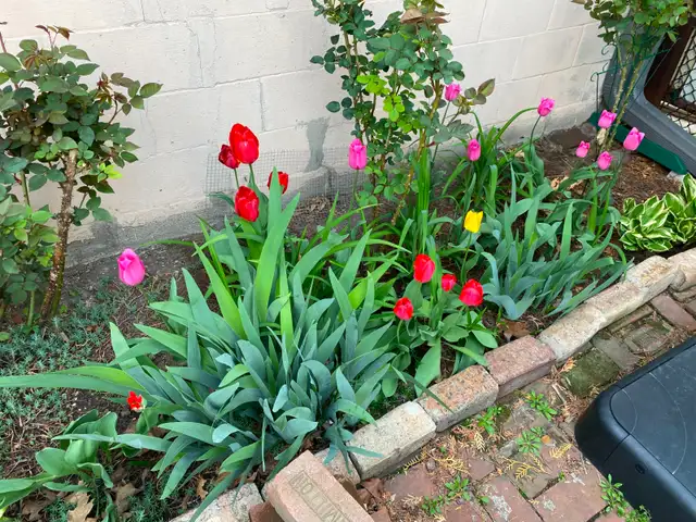 Three-bedroom house in Hamilton - Photo 15
