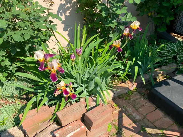 Three-bedroom house in Hamilton - Photo 16