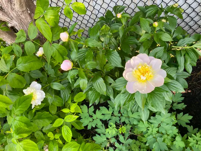 Three-bedroom house in Hamilton - Photo 17