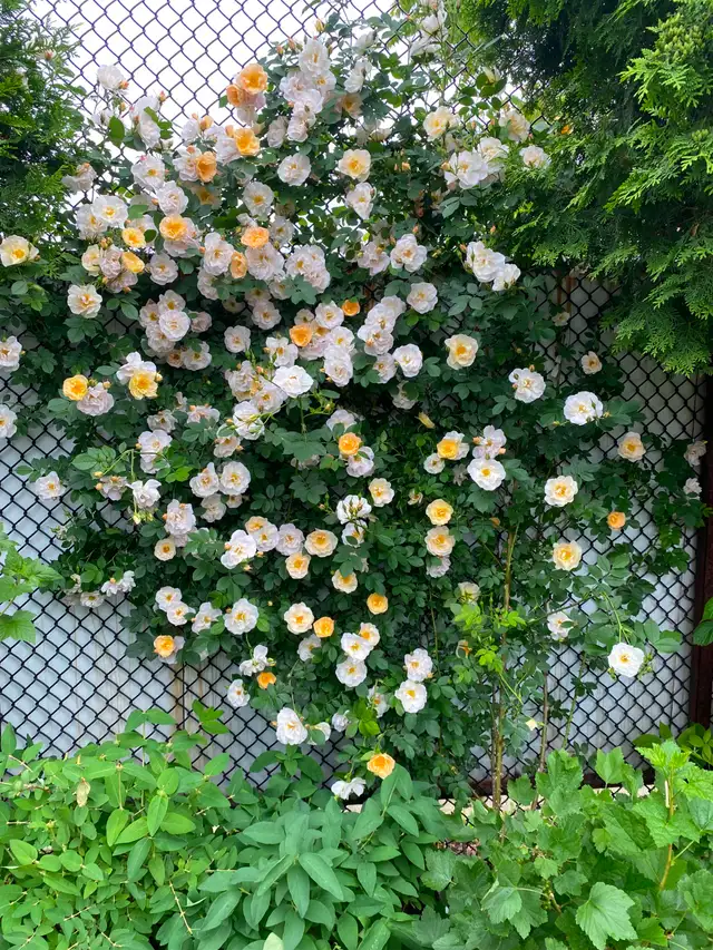 Three-bedroom house in Hamilton - Photo 19