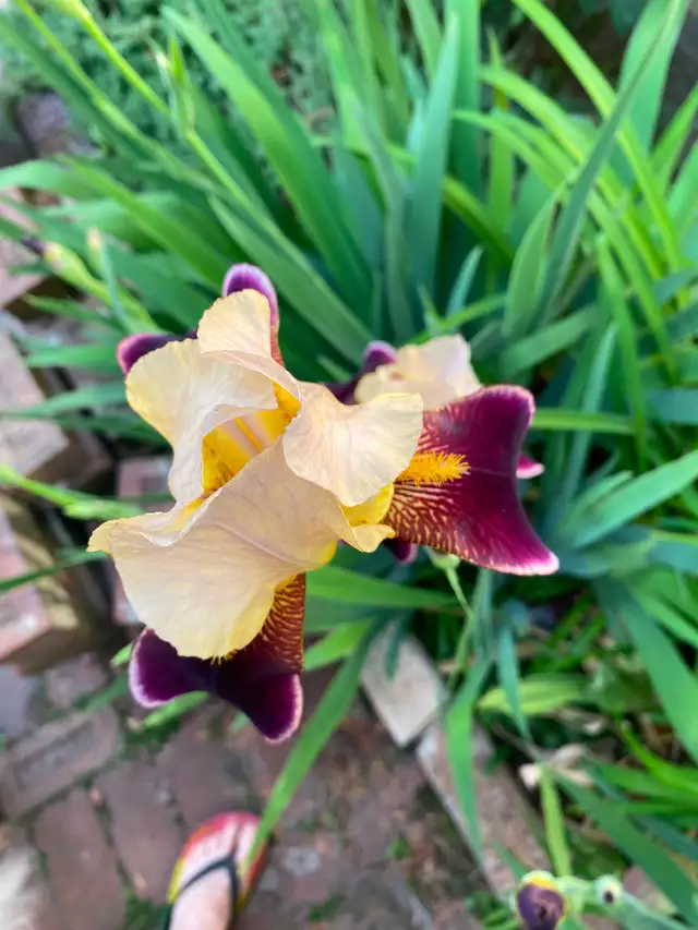 Three-bedroom house in Hamilton - Photo 20