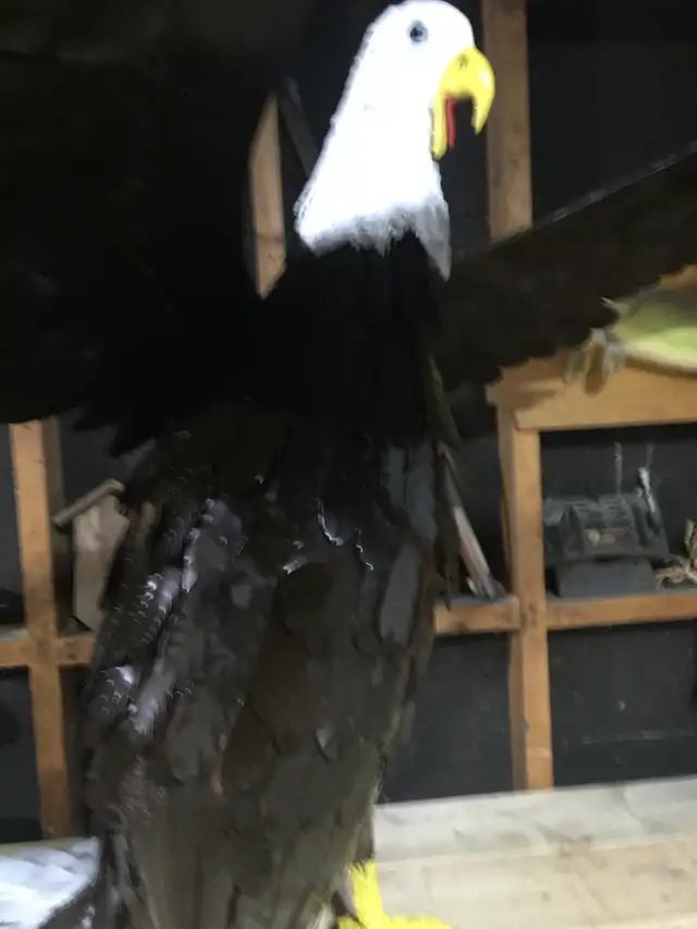 metal sculpture Bald Eagle - Photo 6