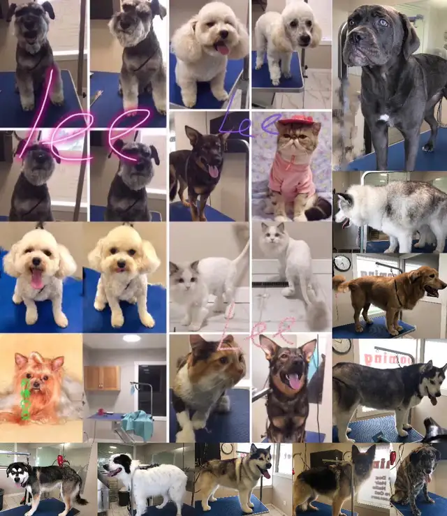 Wash. Nails cut. Hair cut for dog. Shave cat..