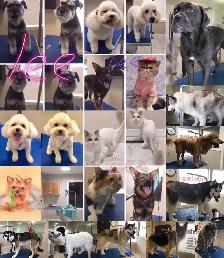 Wash. Nails cut. Hair cut for dog. Shave cat..