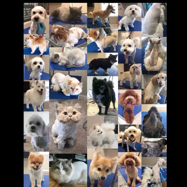 Wash. Nails cut. Hair cut for dog. Shave cat.. - Photo 2