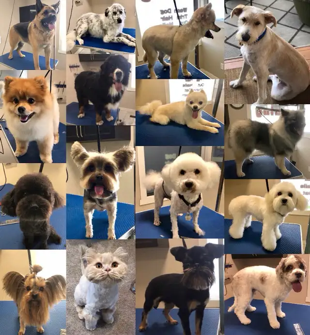 Wash. Nails cut. Hair cut for dog. Shave cat.. - Photo 3