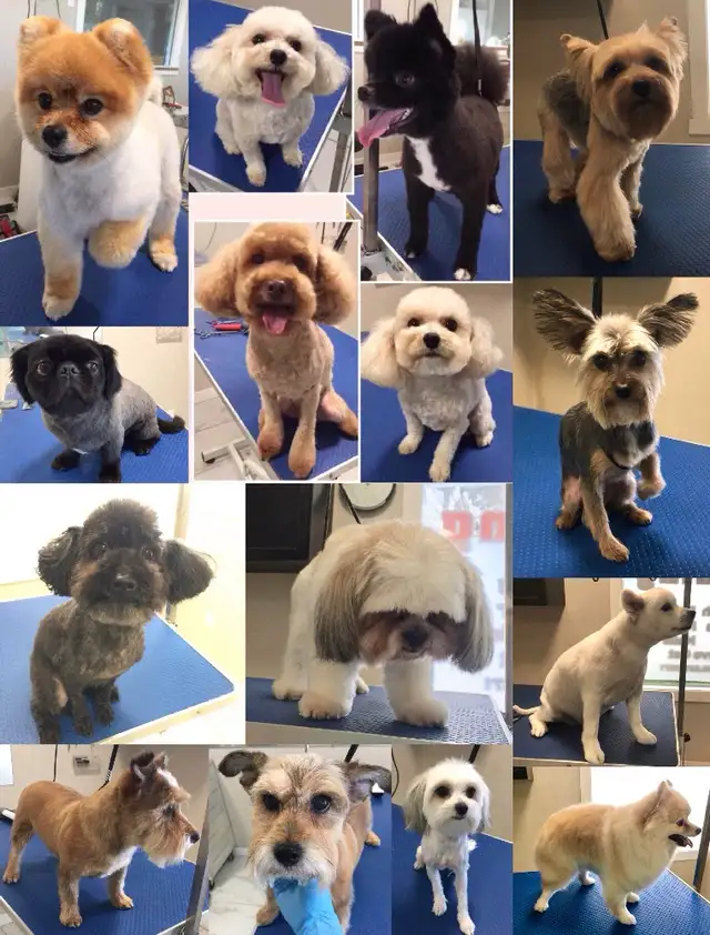 Wash. Nails cut. Hair cut for dog. Shave cat.. - Photo 4