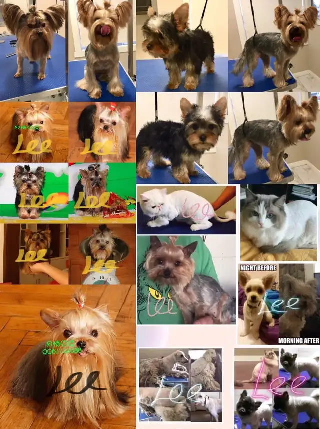 Wash. Nails cut. Hair cut for dog. Shave cat.. - Photo 5