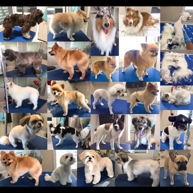 Wash. Nails cut. Hair cut for dog. Shave cat.. - Photo 6