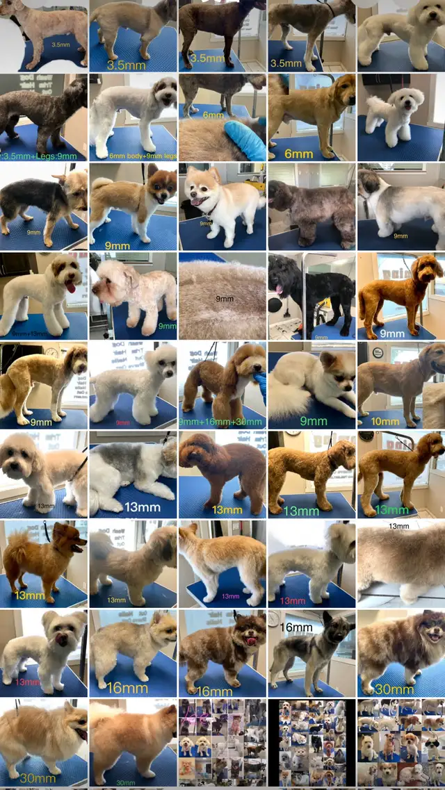 Wash. Nails cut. Hair cut for dog. Shave cat.. - Photo 7