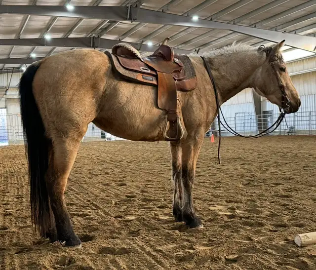 4 yr Buckskin Quarter Horse Mare