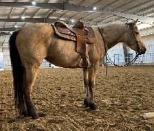 4 yr Buckskin Quarter Horse Mare