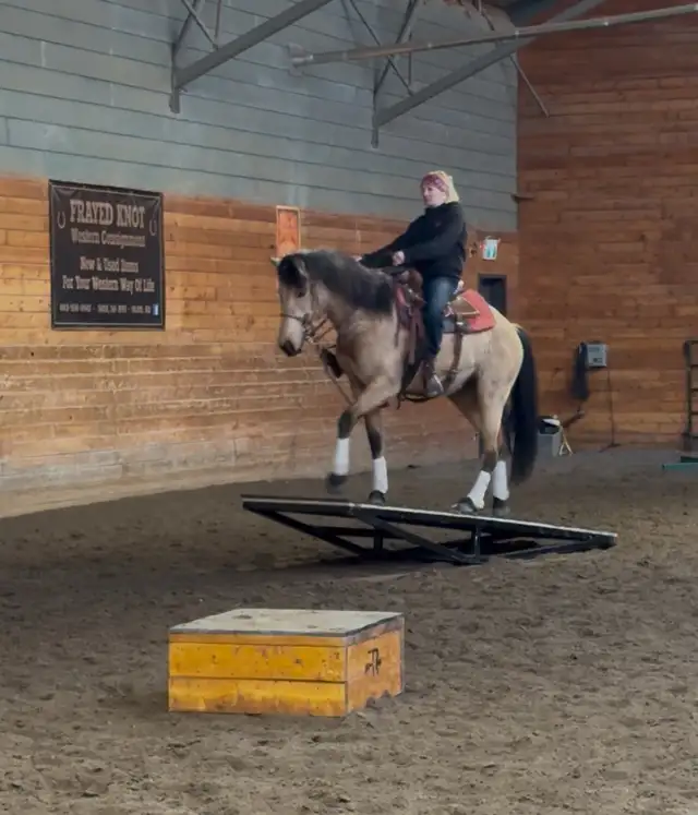 4 yr Buckskin Quarter Horse Mare - Photo 3