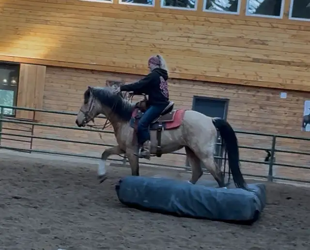 4 yr Buckskin Quarter Horse Mare - Photo 4