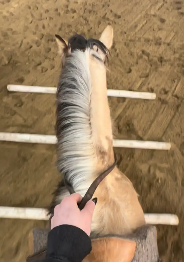 4 yr Buckskin Quarter Horse Mare - Photo 5