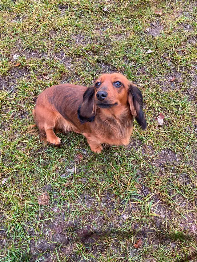 Dachshund Adoption