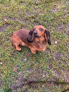 Dachshund Adoption