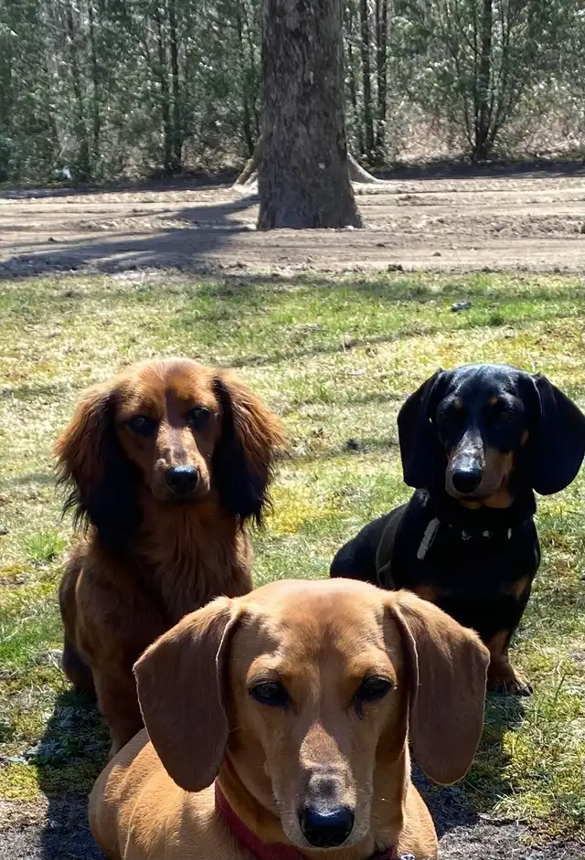 Dachshund Adoption - Photo 2