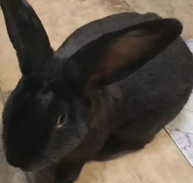 Flemish Giants- Purebred and Pedigreed