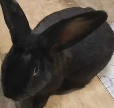 Flemish Giants- Purebred and Pedigreed