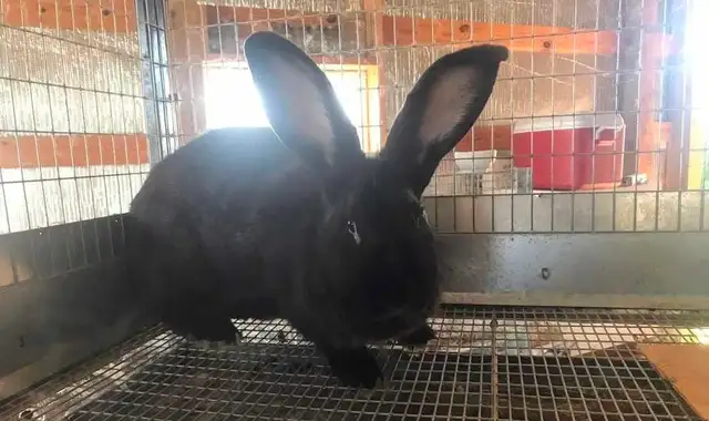 Flemish Giants- Purebred and Pedigreed - Photo 2