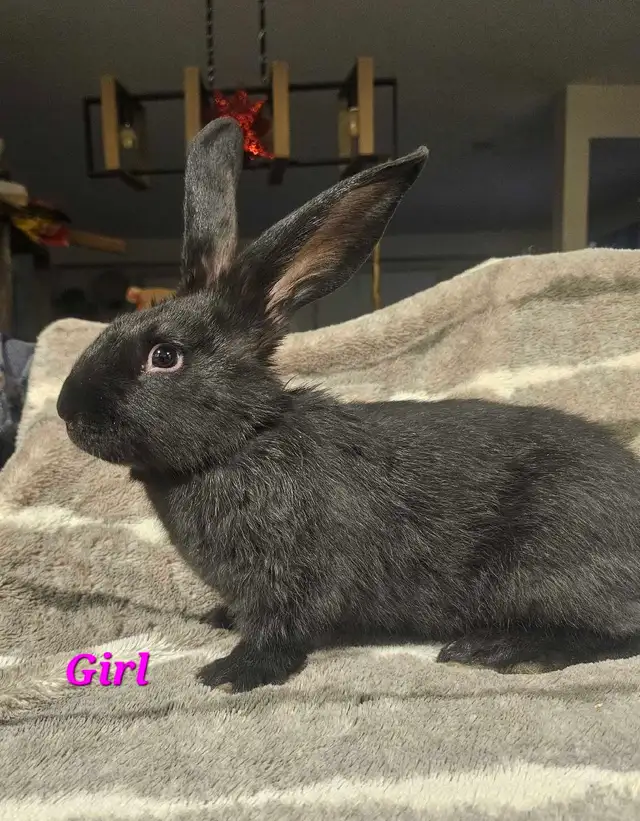 Flemish Giants- Purebred and Pedigreed - Photo 3