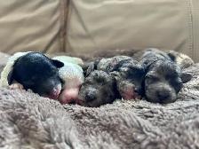 Poodle Puppies