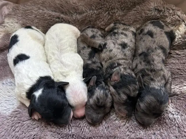 Poodle Puppies - Photo 2