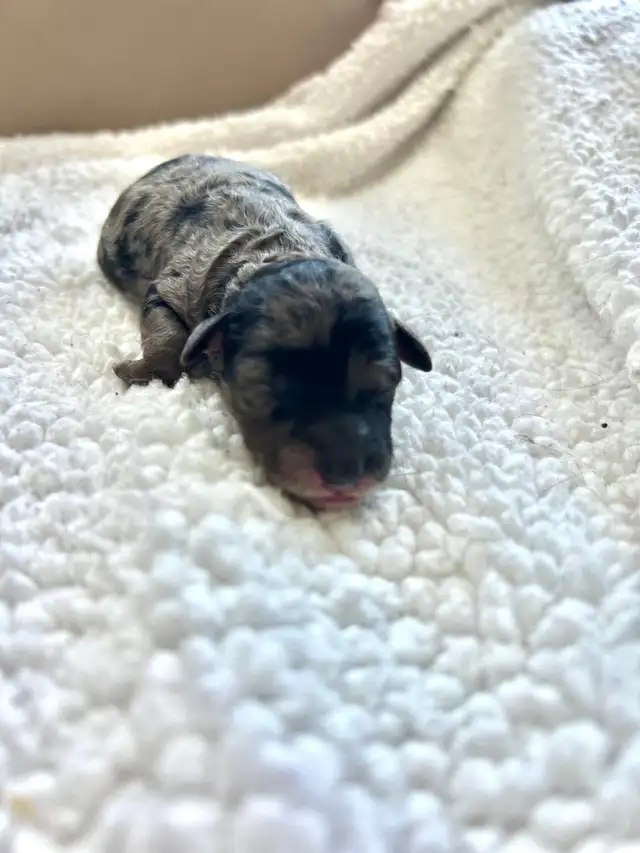 Poodle Puppies - Photo 3