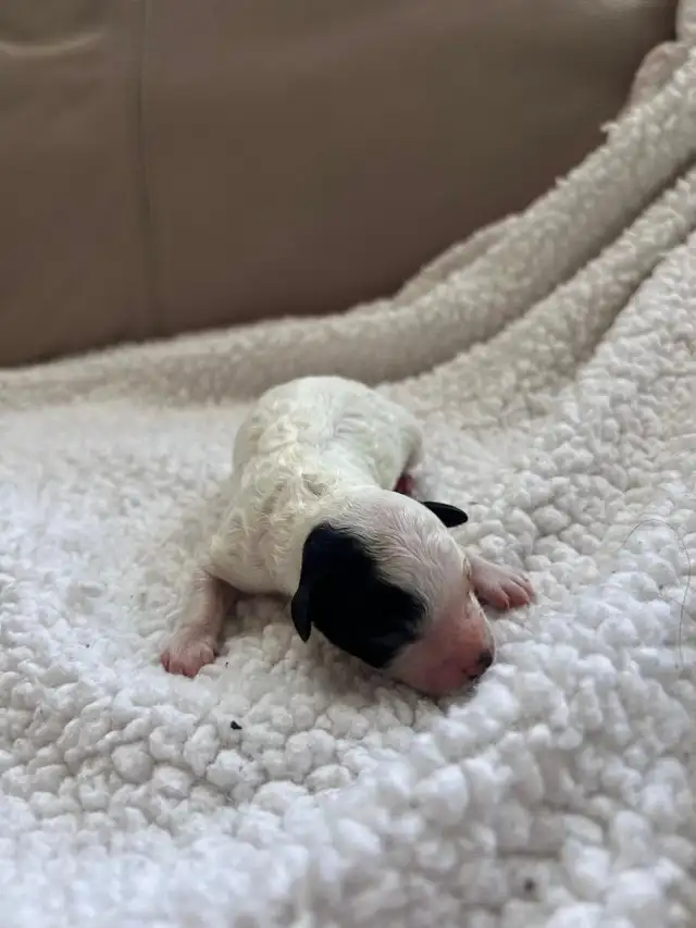 Poodle Puppies - Photo 4