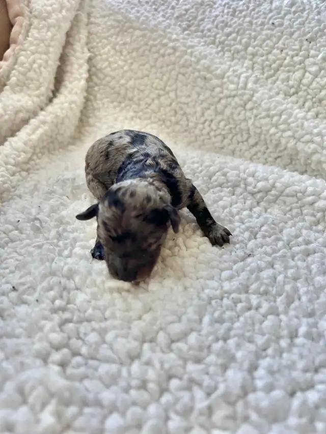 Poodle Puppies - Photo 5