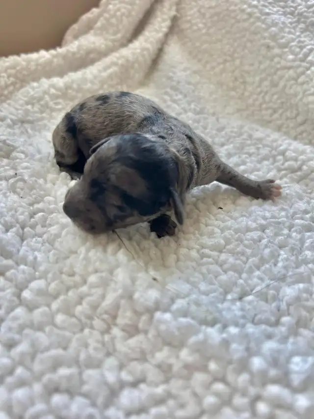 Poodle Puppies - Photo 6