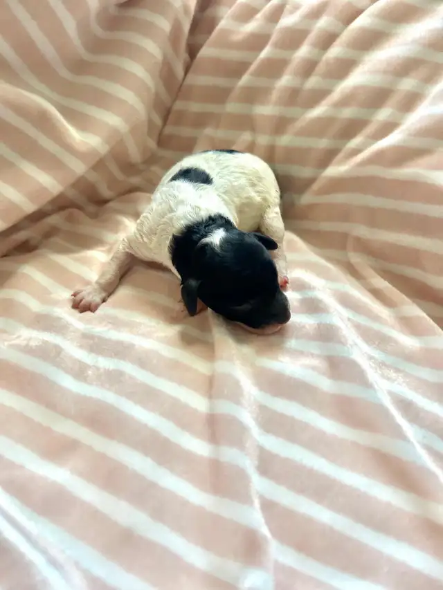 Poodle Puppies - Photo 7