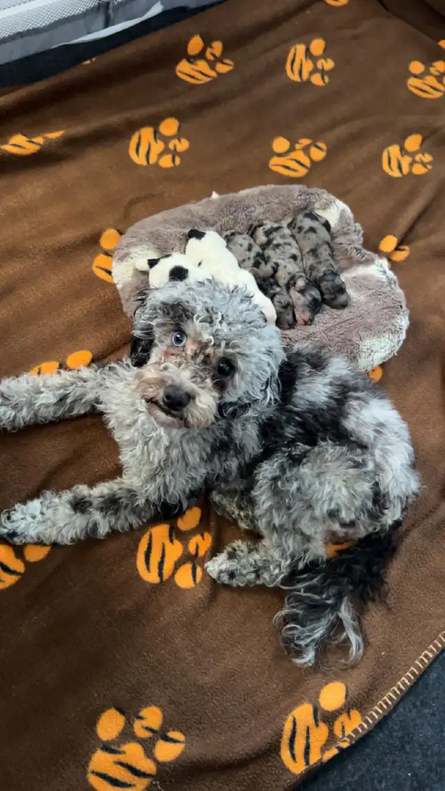 Poodle Puppies - Photo 8