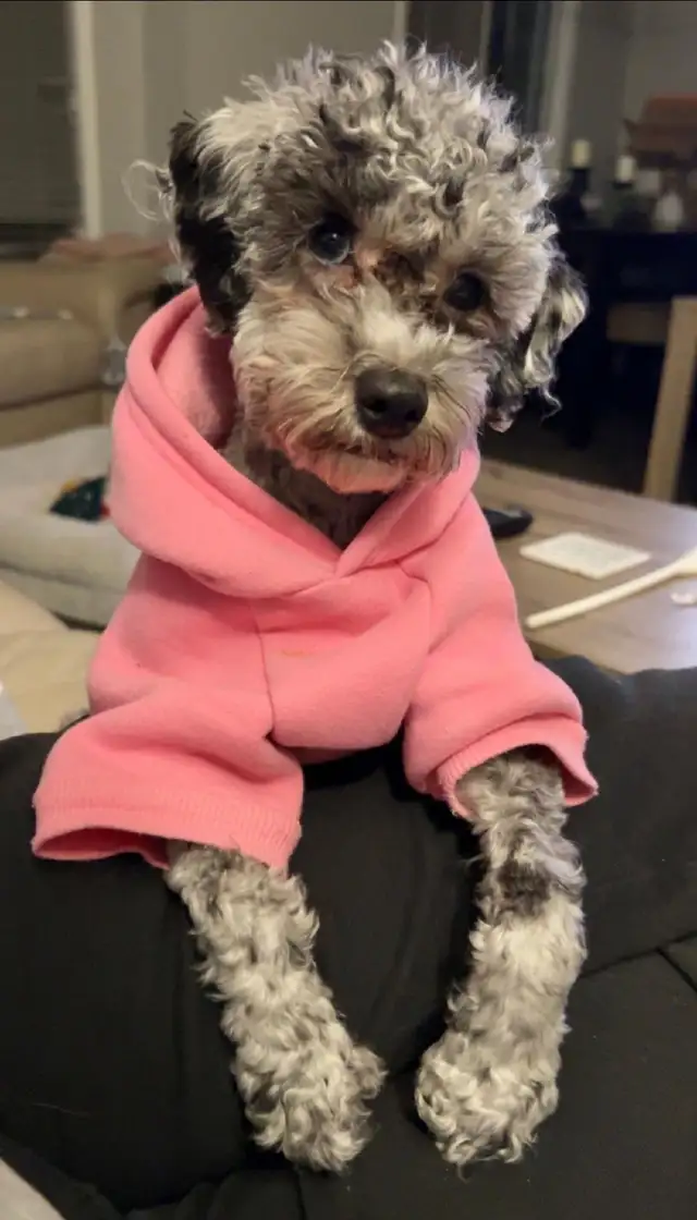 Poodle Puppies - Photo 9